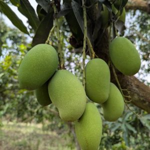 পাহাড়ি রত্না আম ১০ কেজি