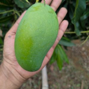 খাগড়াছড়ির খাঁটি আম্রপালি ১০ কেজি