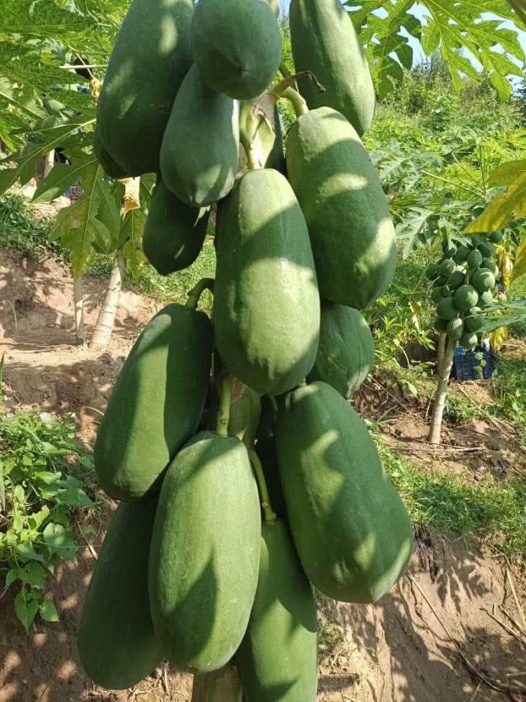 WhatsApp Image 2025-10-30 at 10.31.47 AM