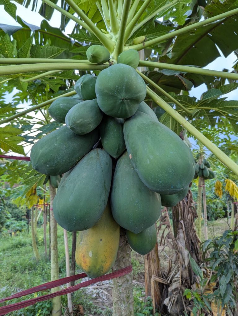 WhatsApp Image 2025-10-30 at 10.31.51 AM (1)