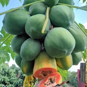 ৬ কেজি রেড লেডি পেঁপে