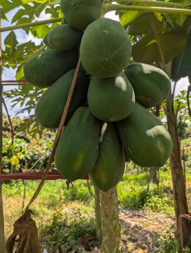 WhatsApp Image 2025-10-30 at 10.31.55 AM