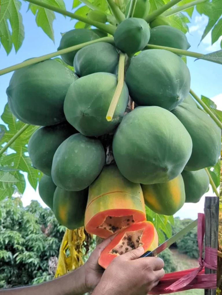 WhatsApp Image 2025-10-30 at 10.31.55 AM